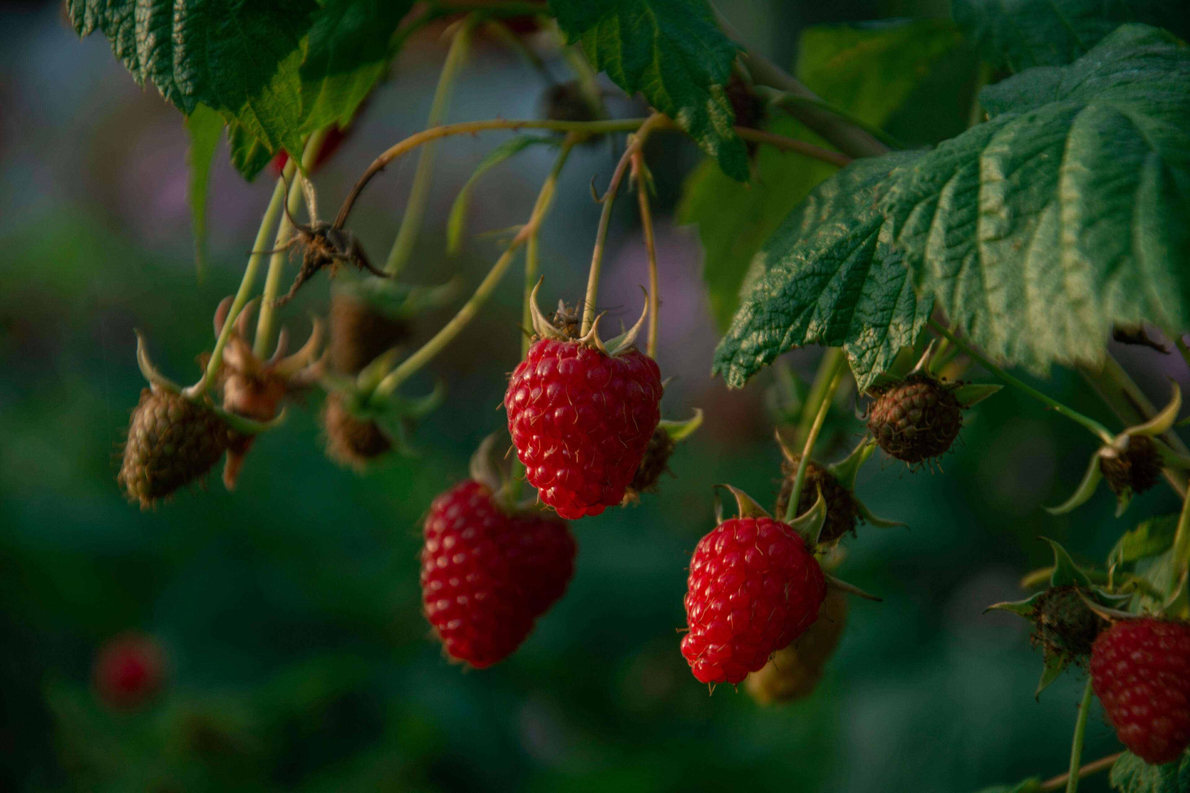 A vibrant close-up of freshly harvested, plump red raspberries from a local farm in North West Tasmania.